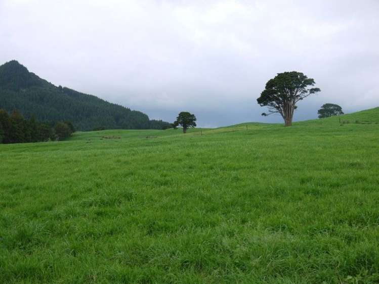 259 Waimata Road Dargaville Surrounds_12