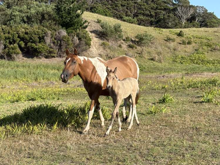 Lot 8 4815 State Highway 1 Houhora_22