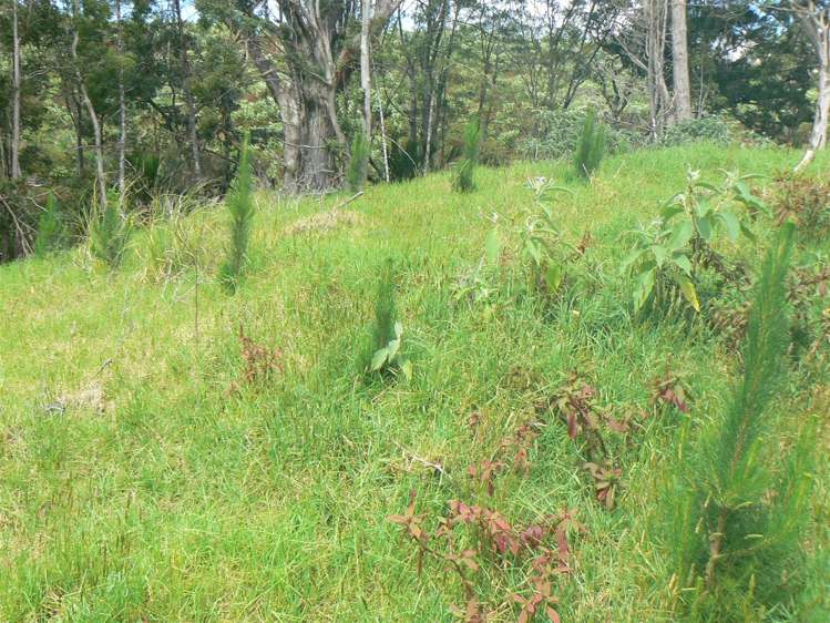 Taheke Road Horeke_9