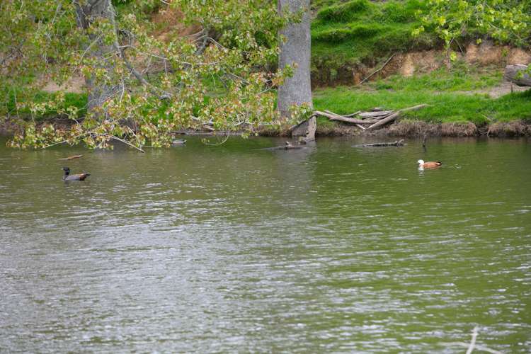 166 Airstrip Road Pikowai_15