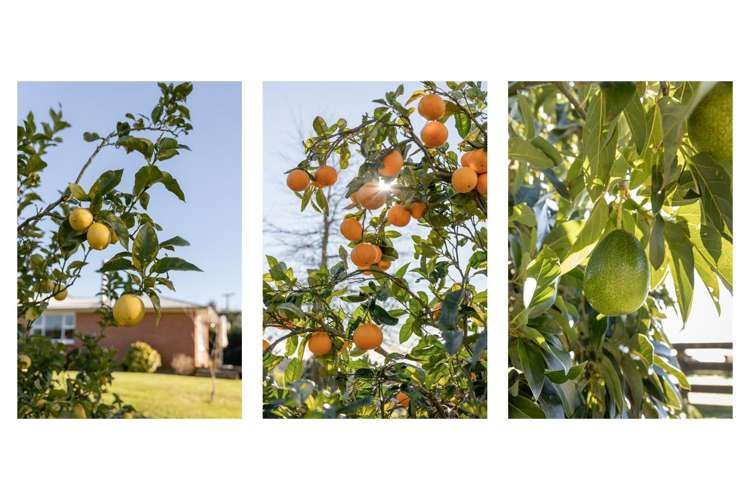 63a Mountier Road Whakamarama_26