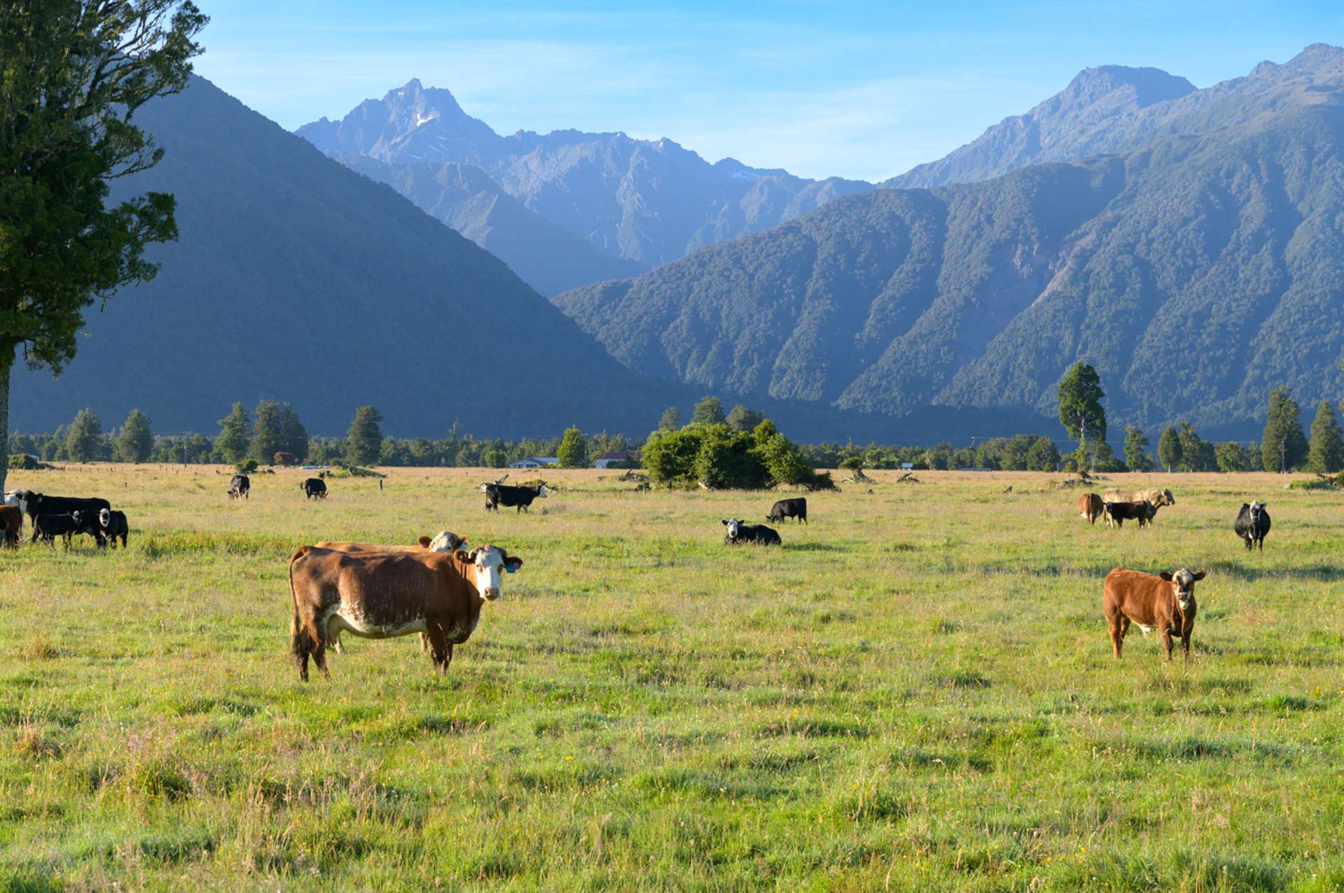 298 Cook Flat Road Fox Glacier_0