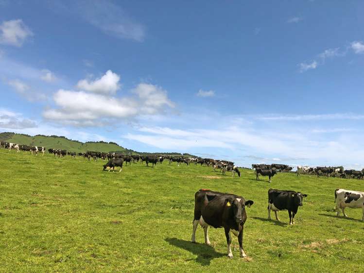 118 Huirimu Road Wharepapa South_4