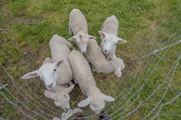 177 Mako Mako Road Levin_23