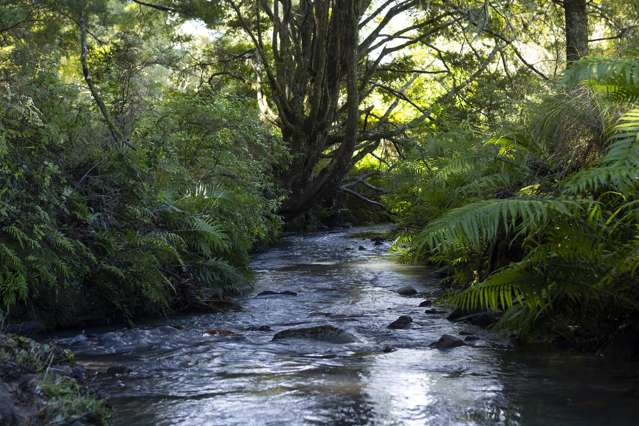 1238 Fern Flat Road Kaeo_1