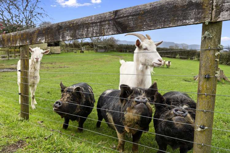 153 Chudleigh Road Waitoa_16