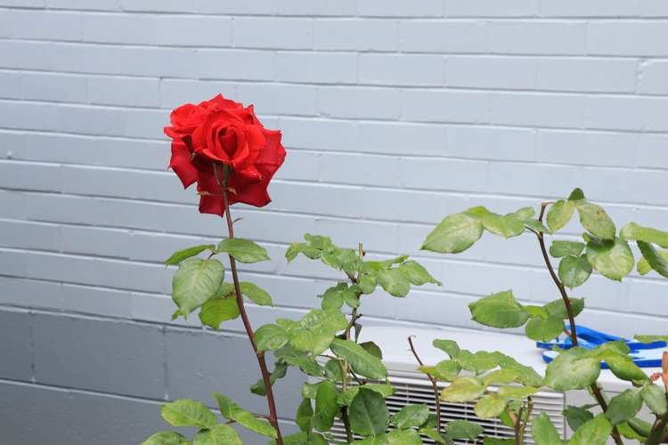 1/39 Bentley Avenue Glenfield_20