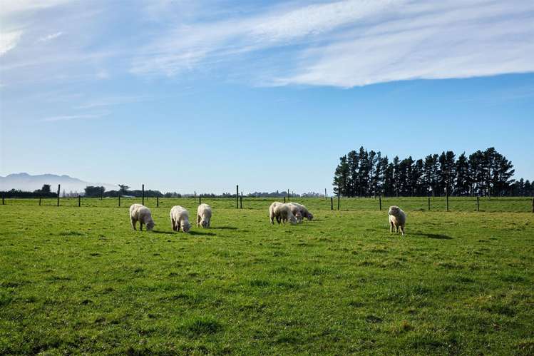 238 Red Swamp Road Kaikoura_15