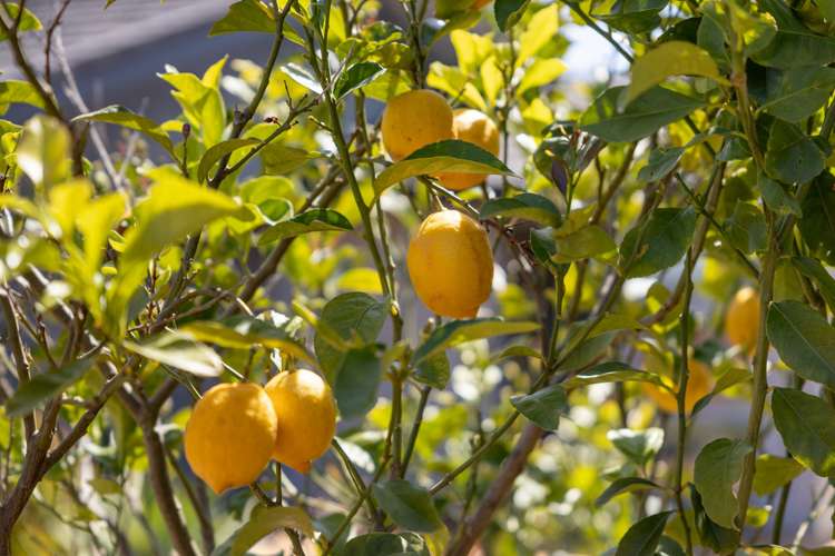 53 Omega Place Coastlands_11