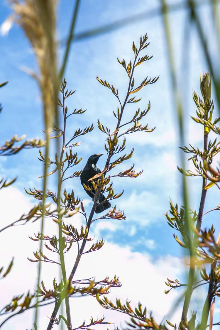 385 Horseshoe Bay Road Stewart Island_24