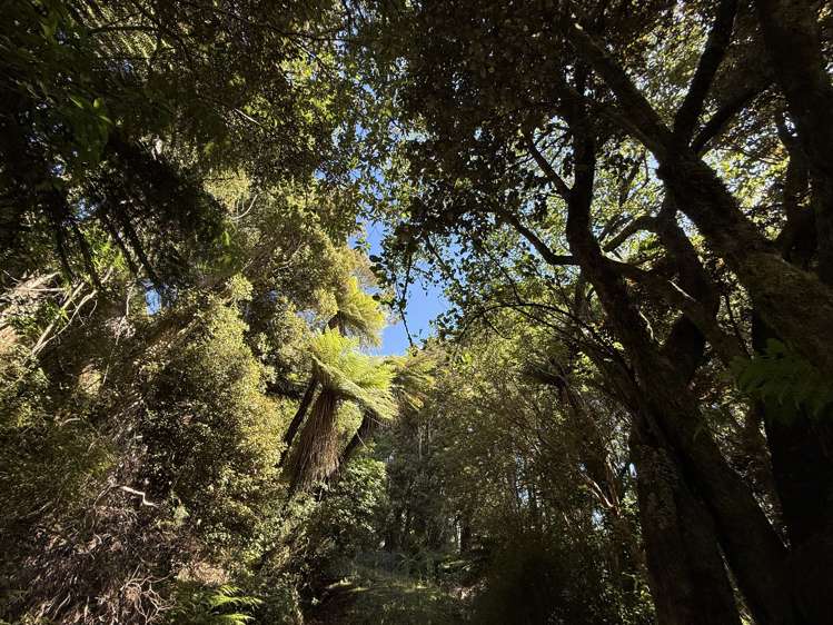 Harrington Mill Road Tahakopa_10