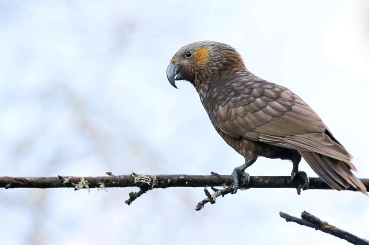 179 Mcgregor Road Ngahinapouri_21