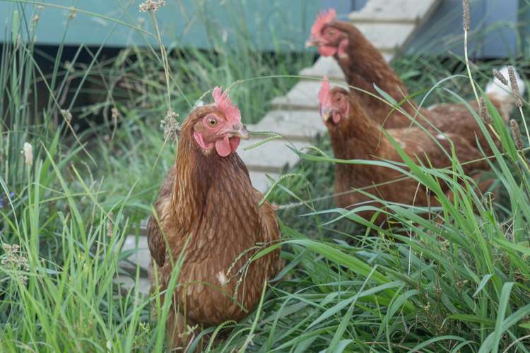 50b Paul Road Tairua_17