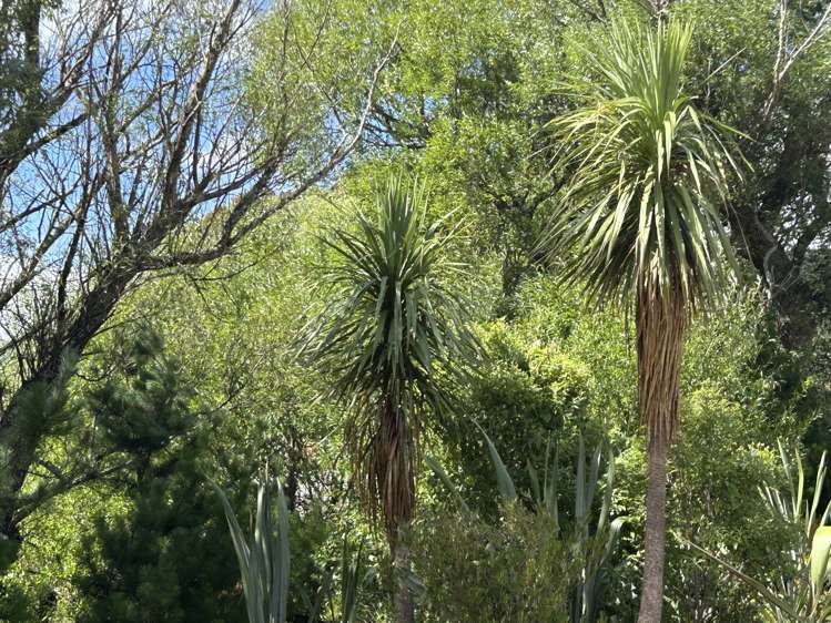 Castle Hill Road Eketahuna_9