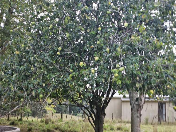 191 Opitonui Road Otapaurau_7