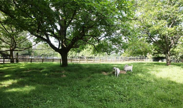 179 Mcgregor Road Ngahinapouri_19