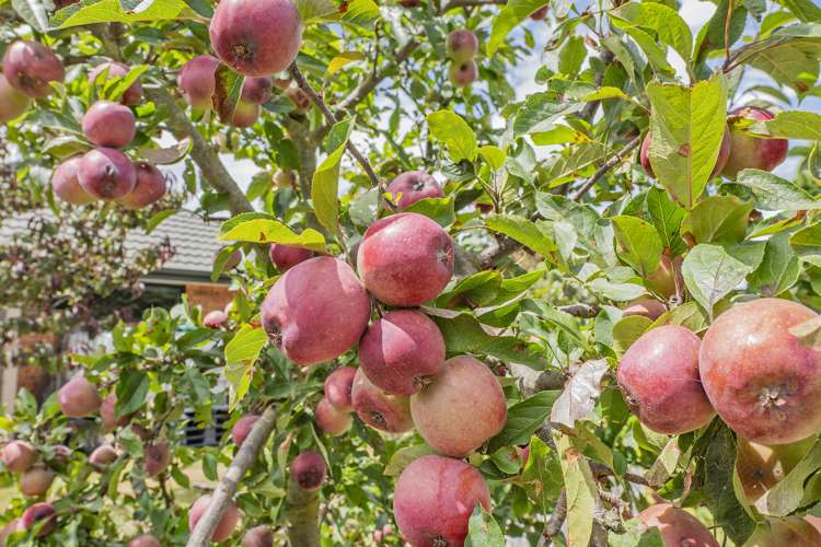 6/781 East Maddisons Road Rolleston_30