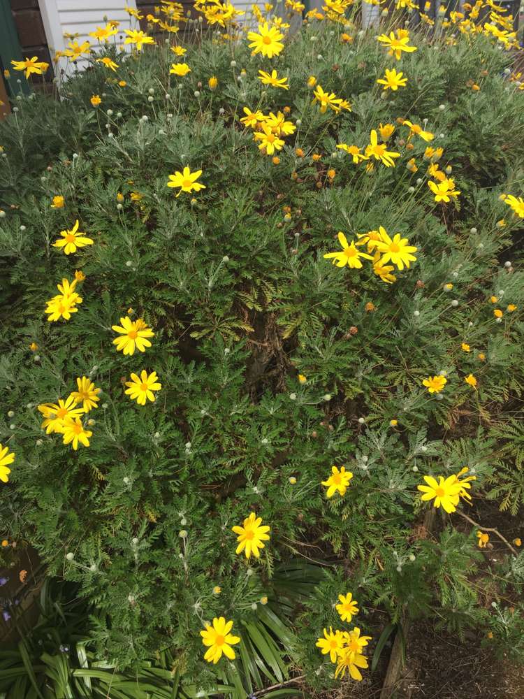 2/4 Parker Avenue New Lynn_12