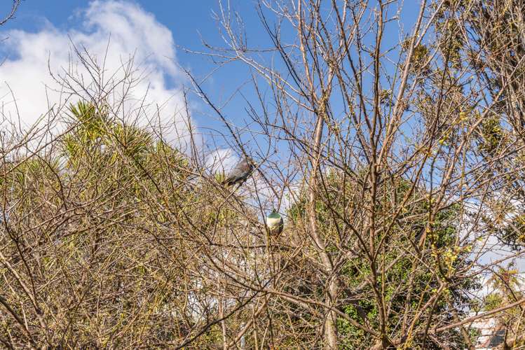 7 Awatea Avenue Paraparaumu_16