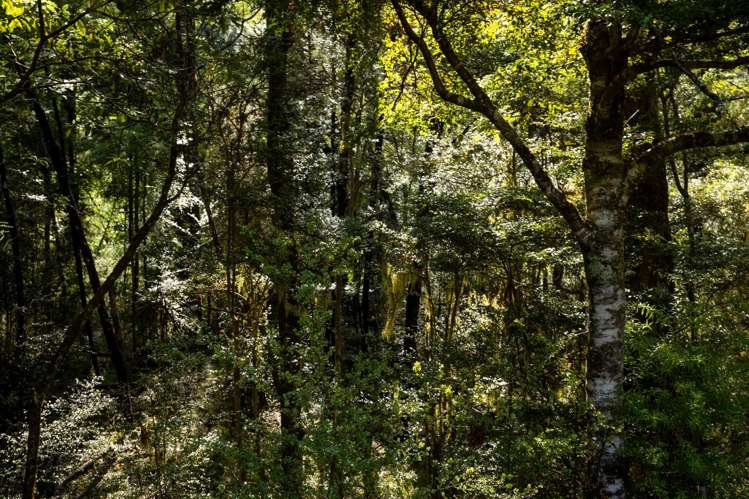 101 Gowan Valley Road Gowanbridge_17