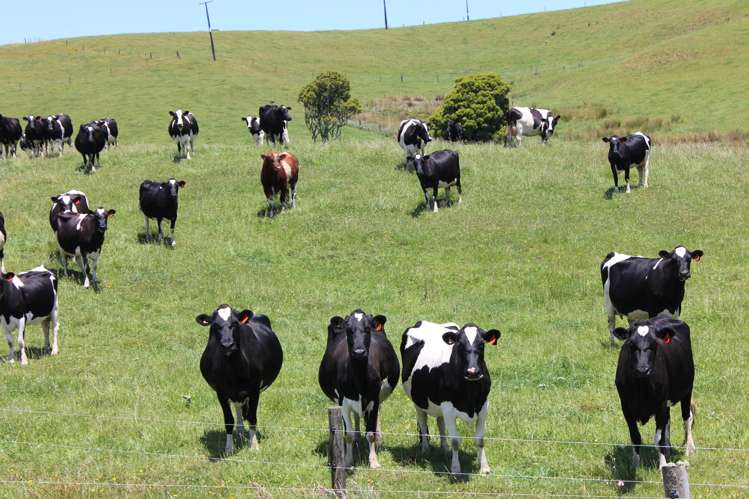 89 Jones Road Donnellys Crossing_3