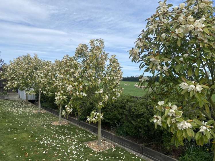 19 Lancewood Way Rangiora_31