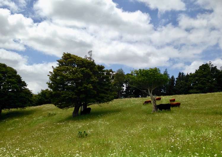 559 Mount Tiger Road Whareora_42