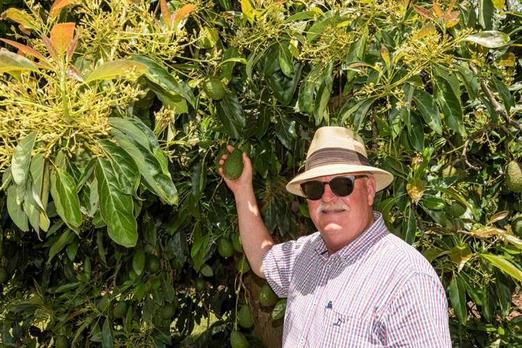 27 Watrous Downs Maungatapere_5