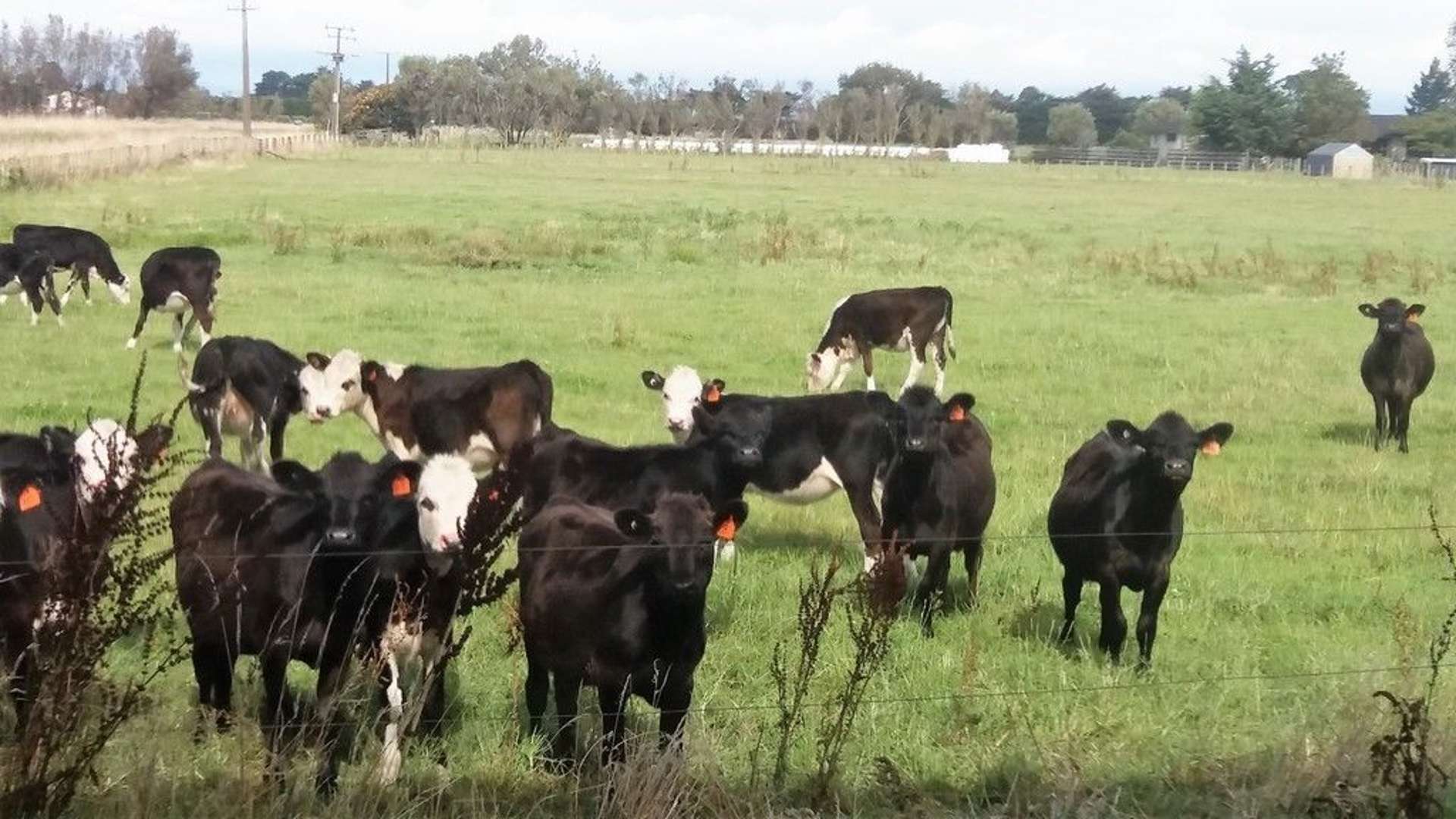 268 Kaimatarau Road Rongotea Manawatu Houses for Sale One Roof
