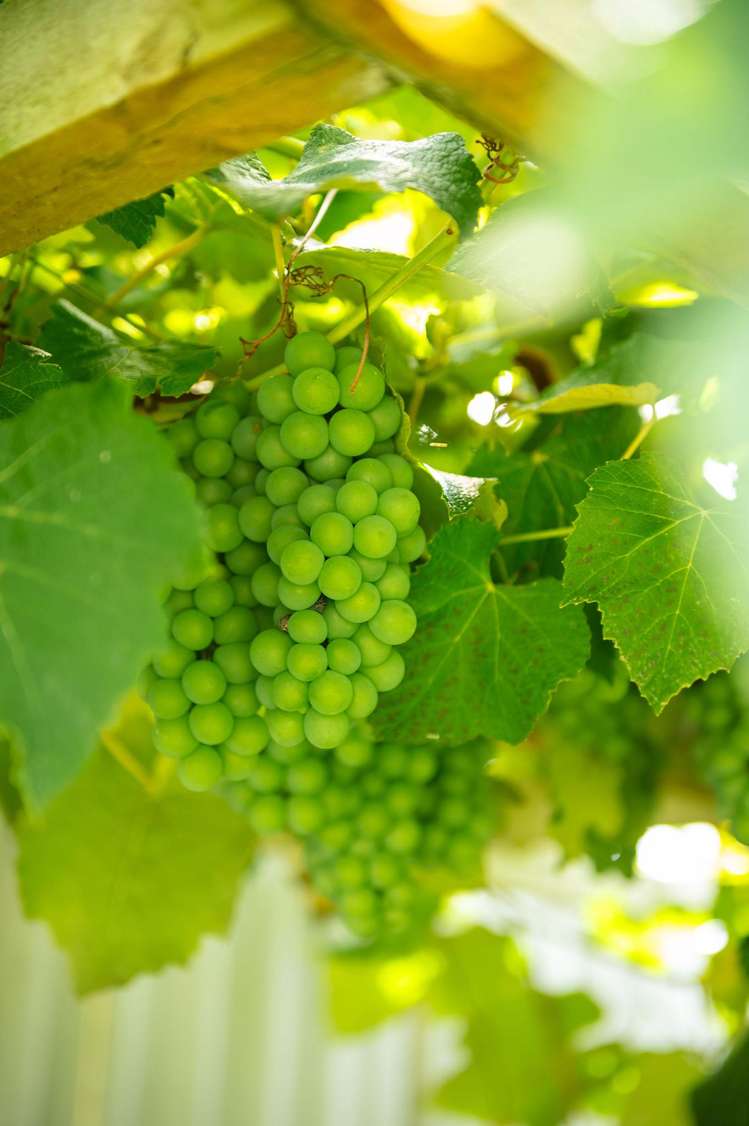 21 Rhonda Avenue Deanwell_22