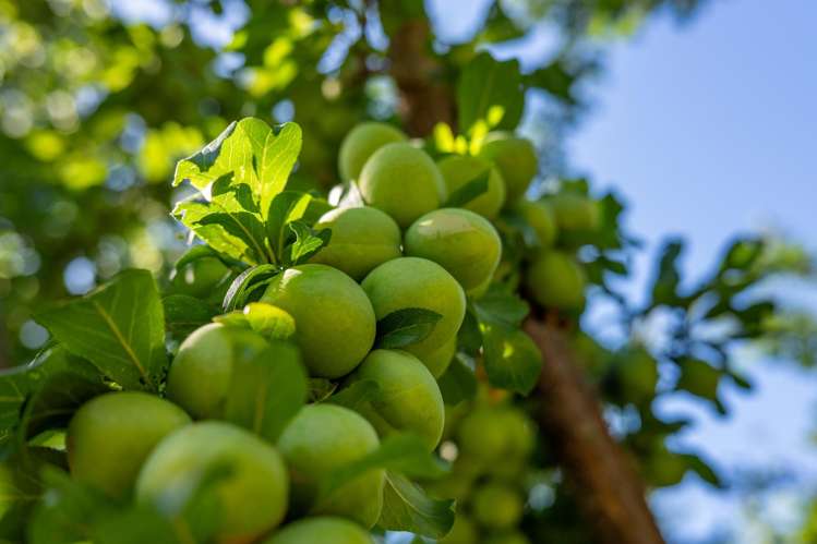 188 Ellerton Valhalla Road Kekerengu_53