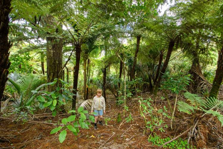 305 Wairere Road Waitakere_6