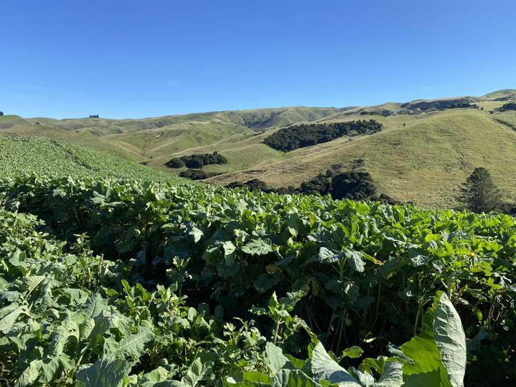 48 Heathfield Road Waipara_31