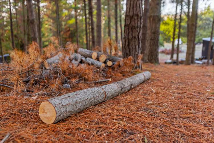 Lot 1 & 5 Ripponvale Road Cromwell_16