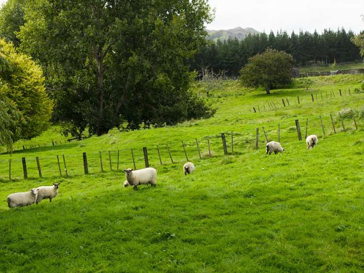 575B Back Ormond Road Makauri_39