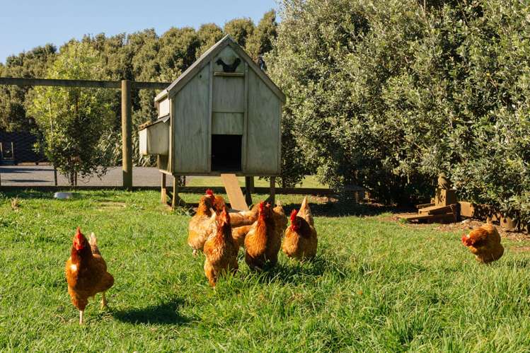 216 Constable Road Muriwai Beach_12