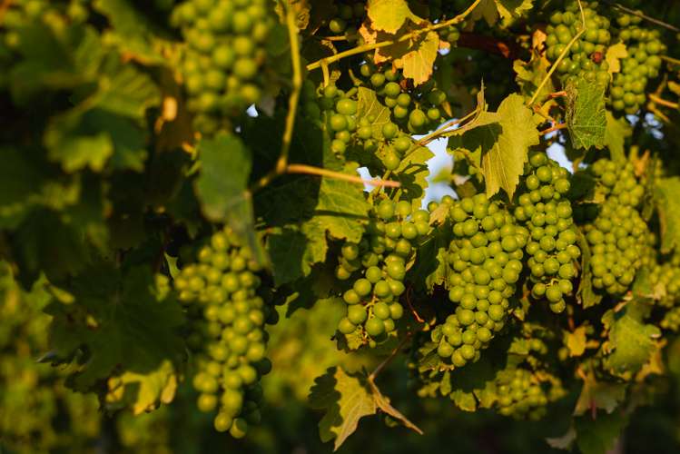 217 Caseys Road Seddon_15