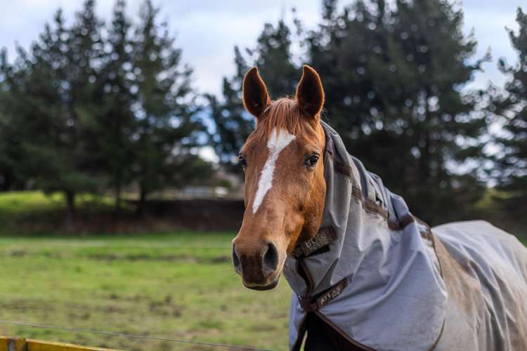 45, 49 and 51 End Farm Road Waikanae_15