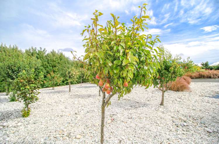 403 Mill Road North Myross Bush_39