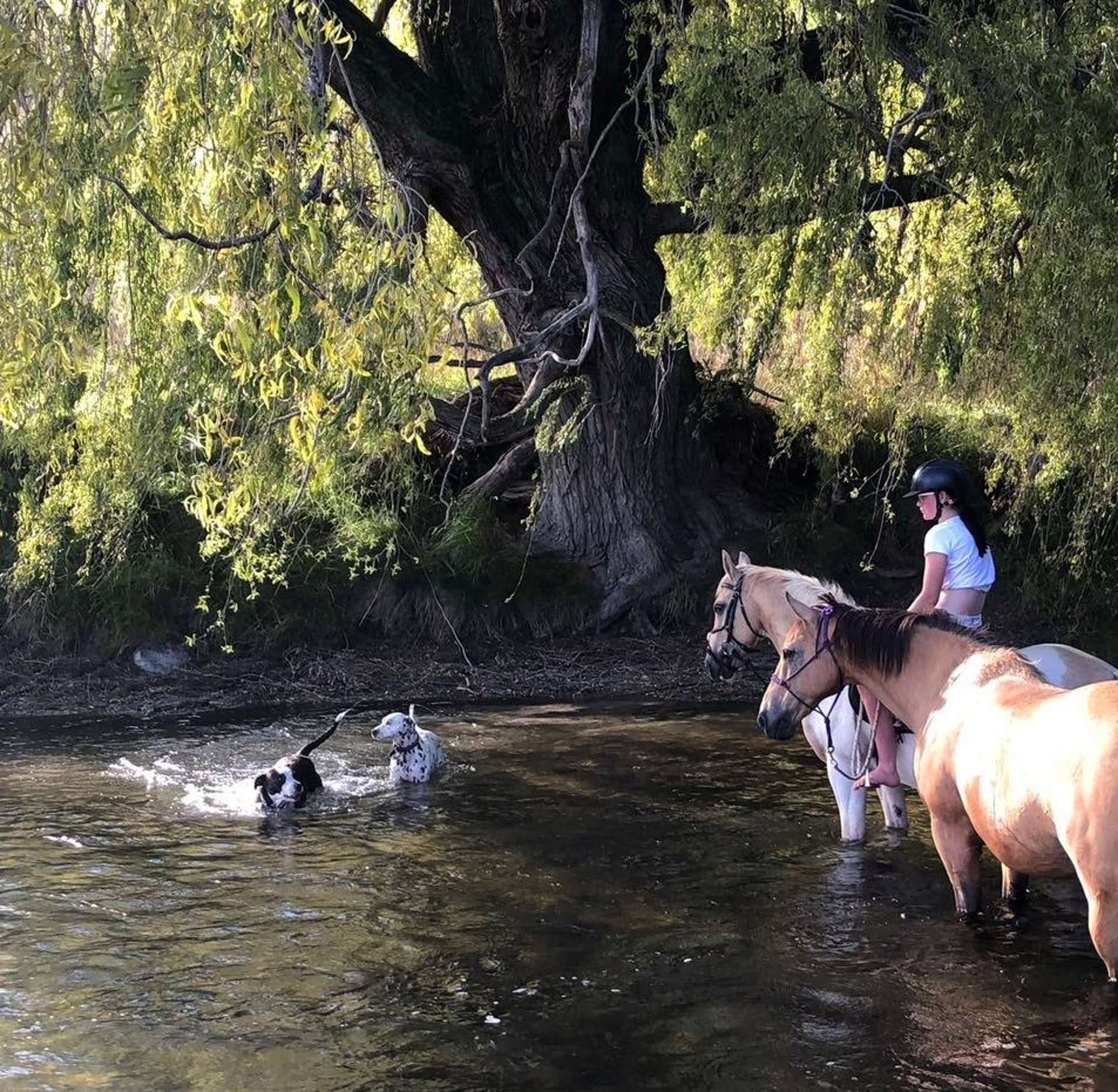 745 Ardgour Road Tarras_0