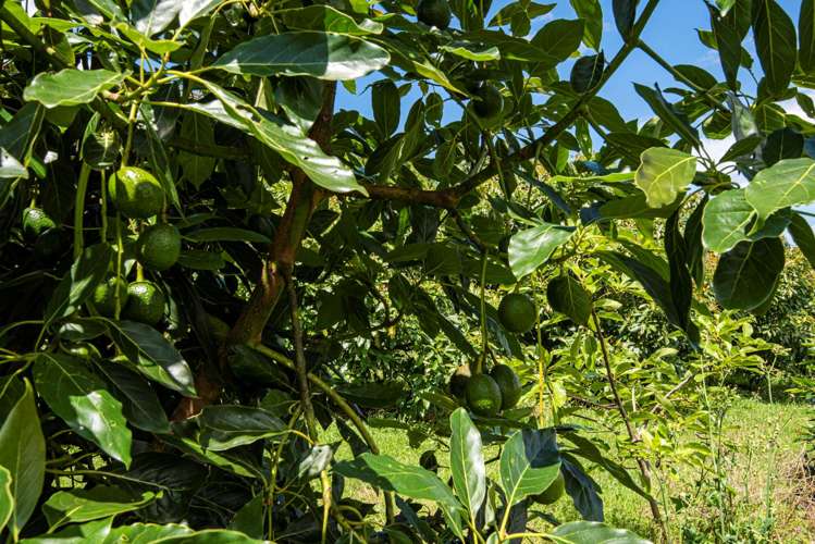 1700 State Highway 14 Maungatapere_21