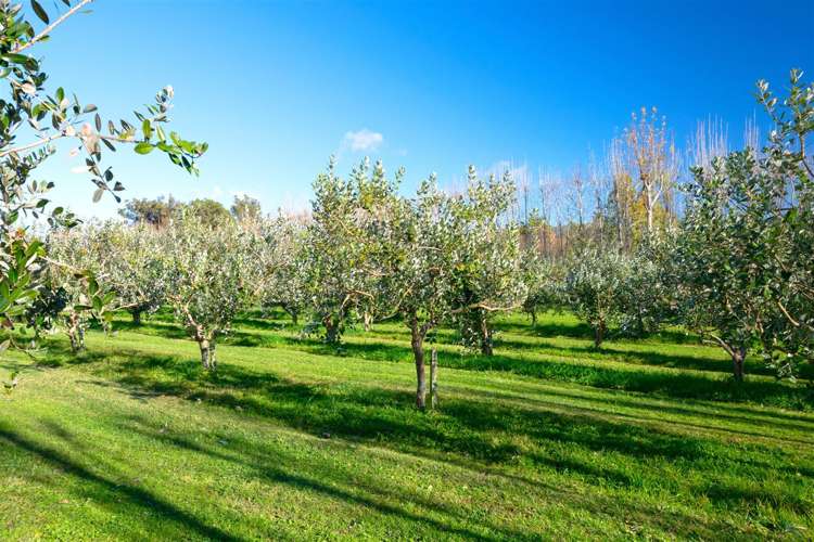 280 Tyntesfield Road Waihopai Valley_12