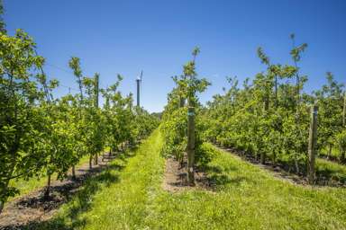 Rakete Orchards LP_2