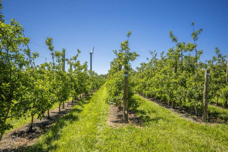 Rakete Orchards LP Hastings_2