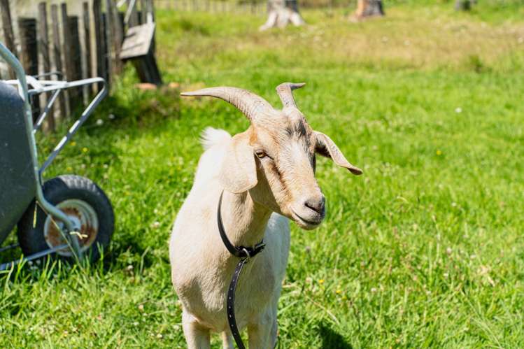 881 Whakapirau Road Whakapirau_20