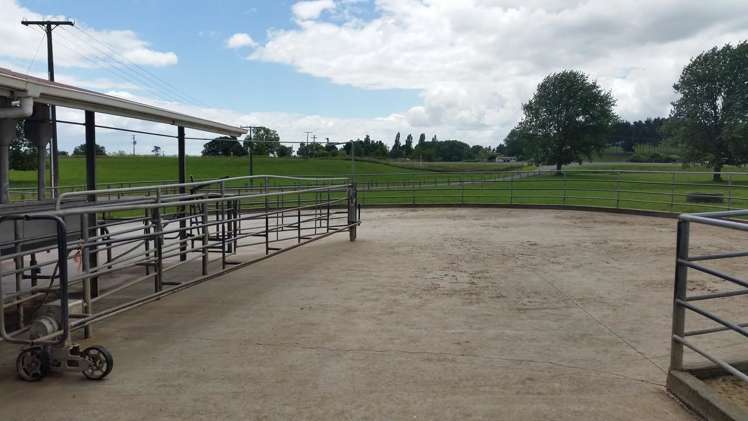 851 Hutchinson Road Morrinsville_6