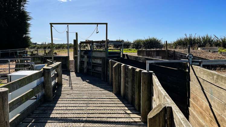 55 McGill Road Te Tipua_12