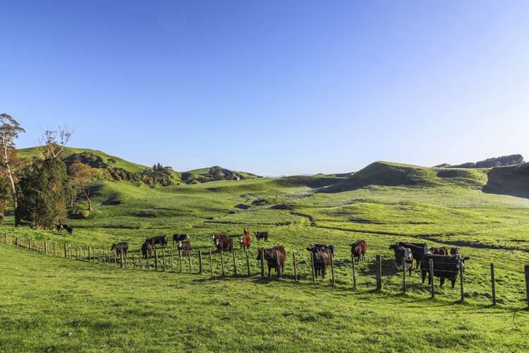 189 Pahihi Road Hauraki Surrounds_11