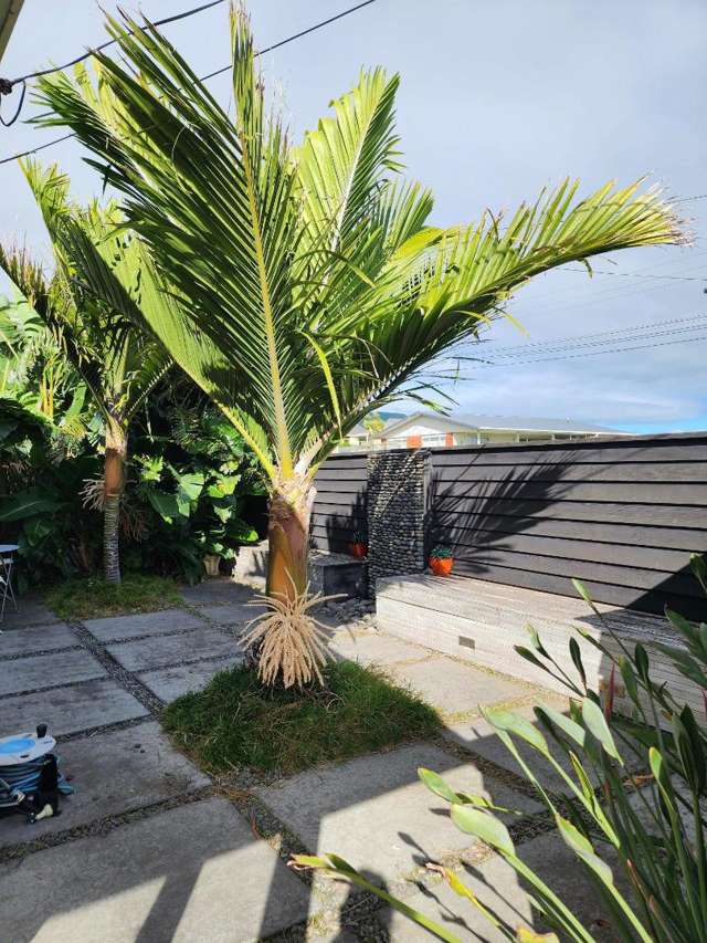 7 Pitcairn Street Oakura_1