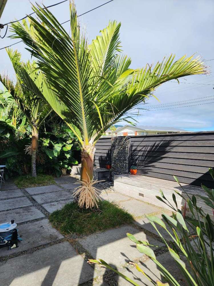 7 Pitcairn Street Oakura_1